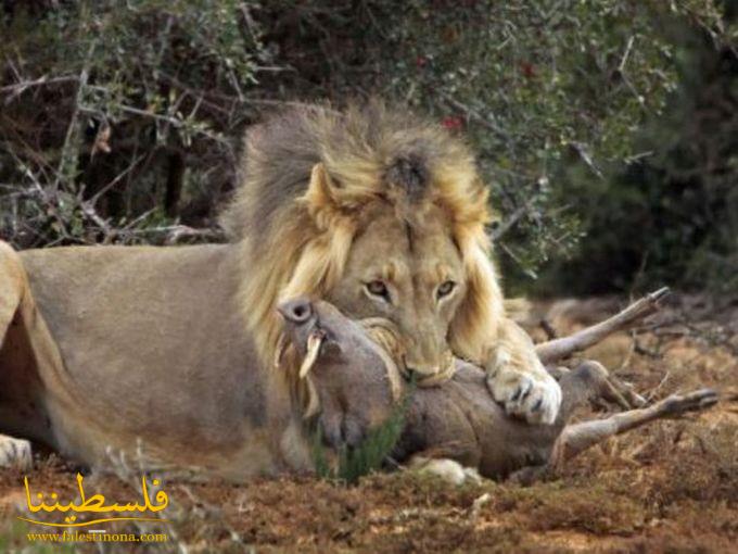 بالصور.. أسد جائع يلتهم خنزيراً إفريقياً