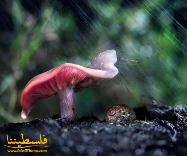 14 صورة ترصد تعامل الحيوانات مع الطقس السيء: تقدم حلولاً عملية للعواصف