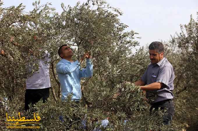 انطلاق فعاليات مهرجان الزيتون الثامن عشر في بيت لحم