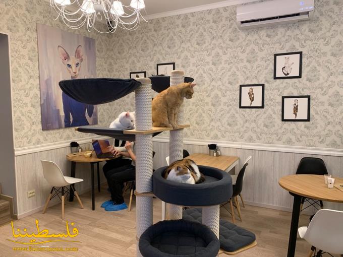 إقبال واسع على مقاهي القطط في ليتوانيا