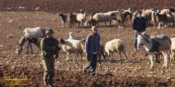 مستوطنون يهاجمون رعاة الماشية في الأغوار الشمالية