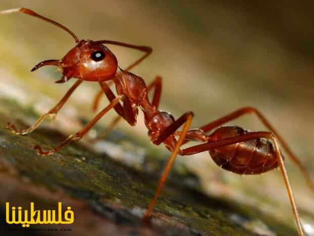 النمل "الناري" الاخطر على الانسان