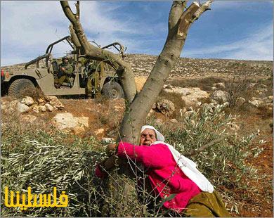 شجرة الزيتون.. رمزية يحاربها الاحتلال