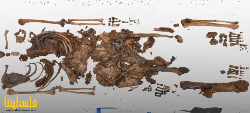 اكتشاف جثة مراهق عمرها "2500" عام في أيرلندا...