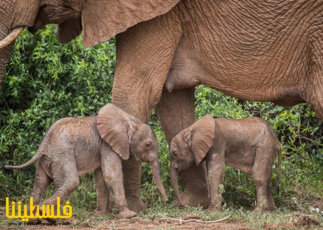 حدث نادر.. أنثى فيل تضع توأماً في كينيا