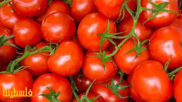 أسباب متعددة تبرز أهمية تناول الطماطم لتعزيز صحة المخ