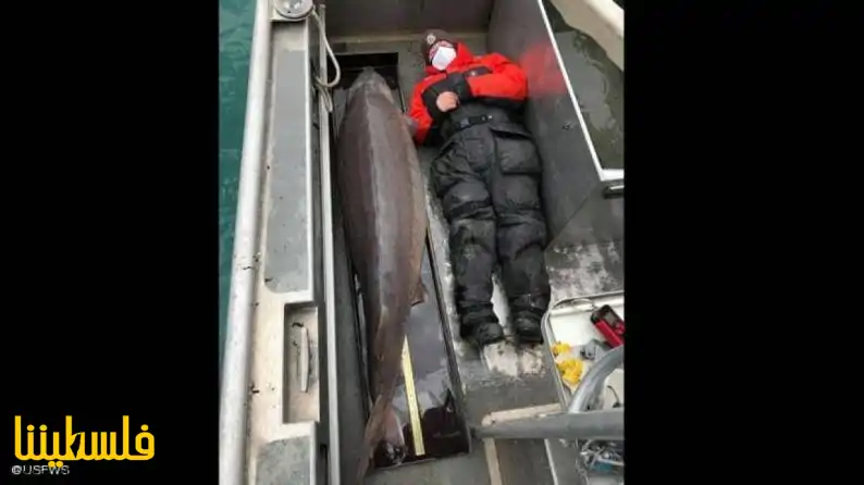 اصطياد سمكة يزيد عمرها على 100 عام في نهر ديترويت