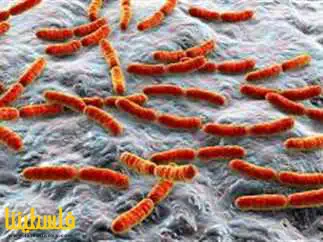 نوع من بكتيريا الأمعاء يسبب شراهة الأكل وزيادة الوزن.. ما هو؟