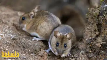 "فيروس هانتا" ينتشر بين الفئران.. وقد ينتقل للإنسان و...