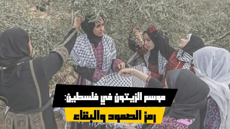 موسم الزيتون في فلسطين: رمز الصمود والبقاء