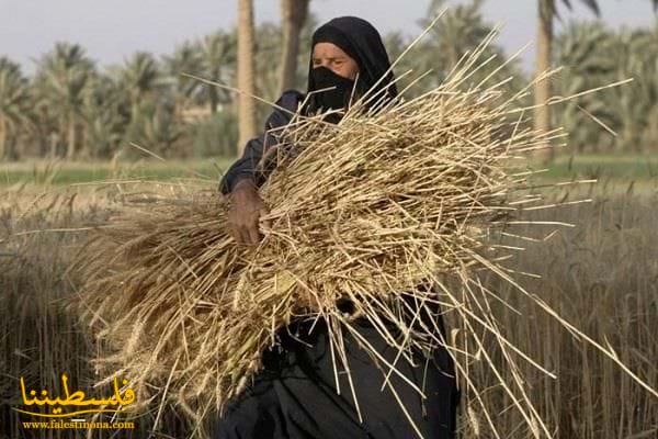 المرأة الريفية... من كفاح الأرض لشريكة العمل