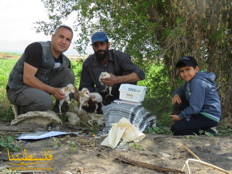 "محميات فلسطين" يعلن عن نجاح مشروع حماية البومة البيضاء في الأغوار