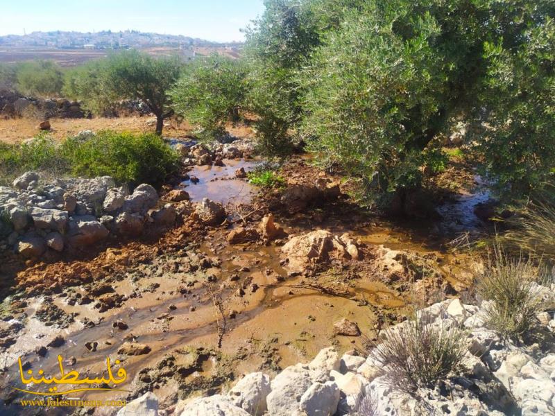 دير بلوط.. حقول غارقة