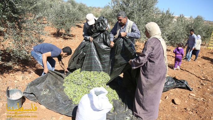 "أوتشا": الاحتلال استهدف ألف شجرة وأصاب 23 مزارعاً فلسطينياً في موسم الزيتون