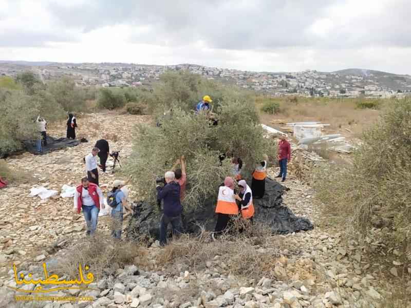 العشرات يشاركون في يوم تطوعي لقطف الزيتون غرب سلفيت