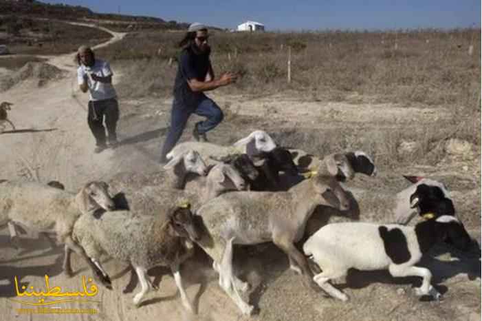 مستوطنون يهاجمون الرعاة في الأغوار الشمالية