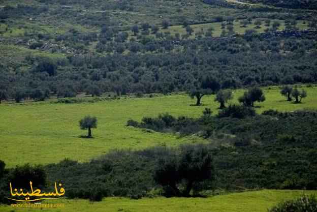 طولكرم: تنظم فعالية لزراعة الأشجار في يوم النظافة العالمي