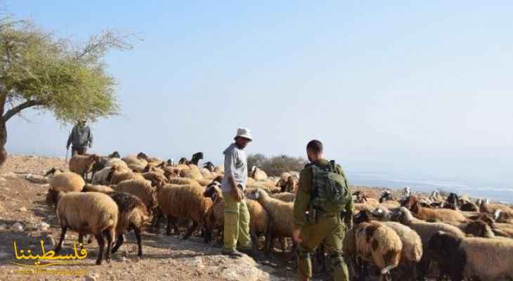 مستوطنون يطاردون رعاة الماشية في الأغوار الشمالية