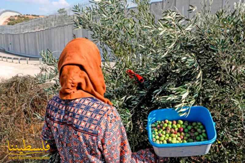 انطلاق فعاليات مهرجان قطف الزيتون في بيت لحم