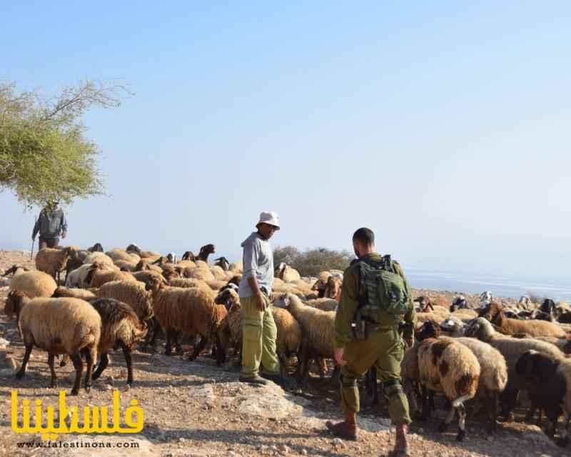 مستعمرون يمنعون مزارعين من رعي مواشيهم في الأغوار الشمالية