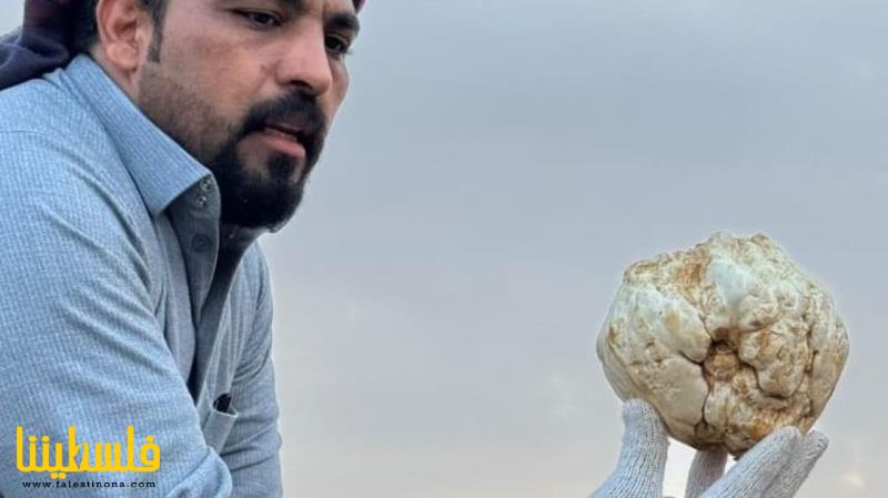 حبة الفقع تصل لرقم خيالي في السعودية