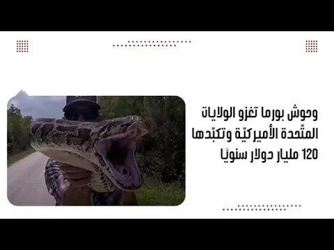 وحوش بورما تغزو الولايات المتّحدة الأميركيّة وتكبّدها 120 مليار دولار سنويًا