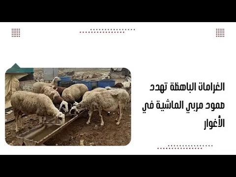 الغرامات الباهظة تهدد صمود مربي الماشية في الأغوار