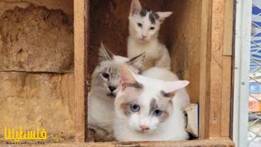 بيت رعب في فرنسا.. جثث 100 قطة في ثلاجة منزل