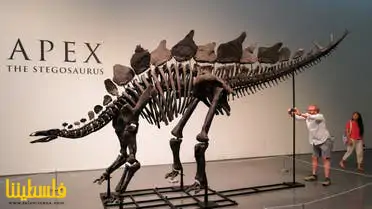 أكبر هيكل عظمي لديناصور نادر جداً.. معروض للبيع بمزاد علني