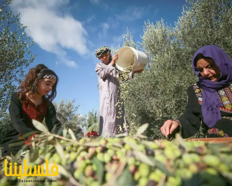 فعالية لمساندة المزارعين بقطف ثمار الزيتون في قلقيلية