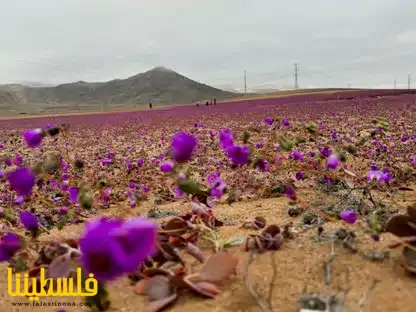 في أكثر الصحارى جفافاً على الأرض.. إزهار شتوي "نادر" بتشيلي