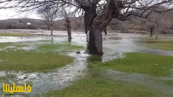 "الشجرة النافورة" ظاهرة تحير الجبل الأسود